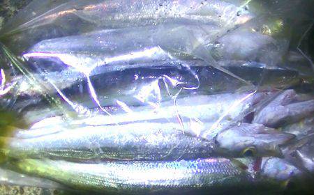 カマス爆釣！そして外道は大物